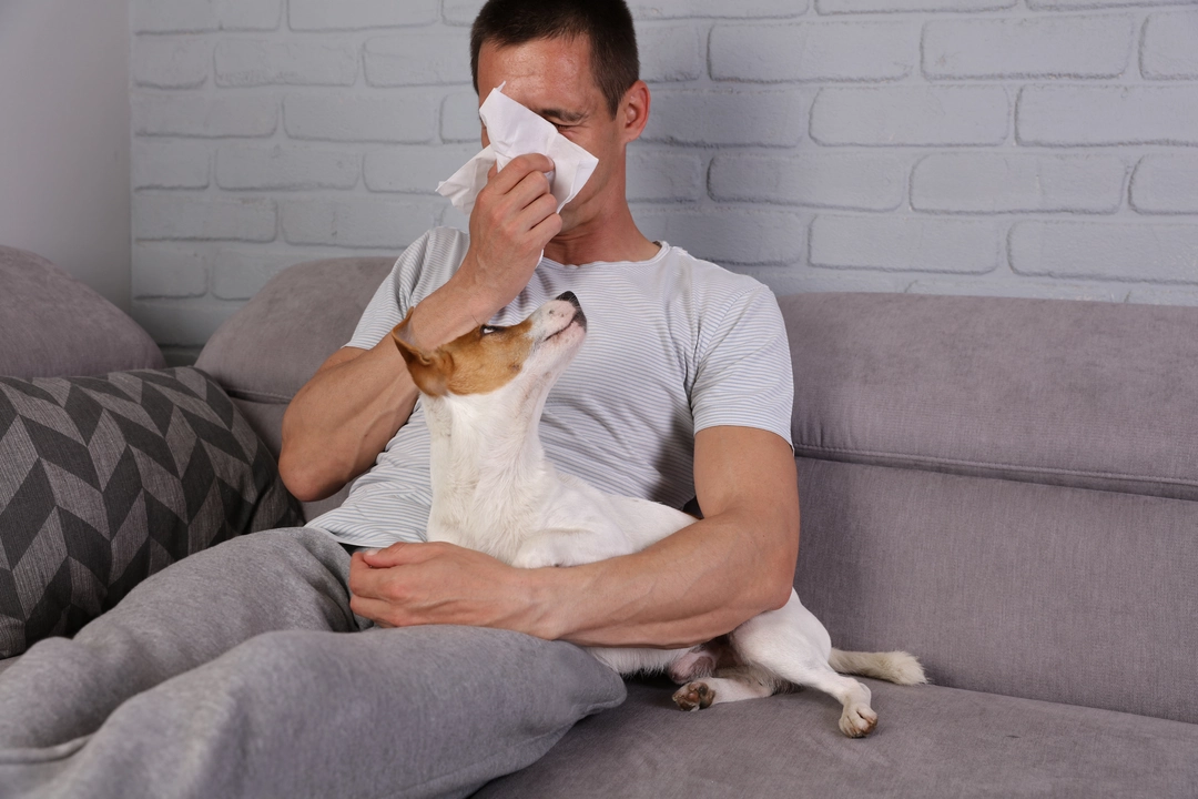 A guide to azelastine for pet allergy sufferers